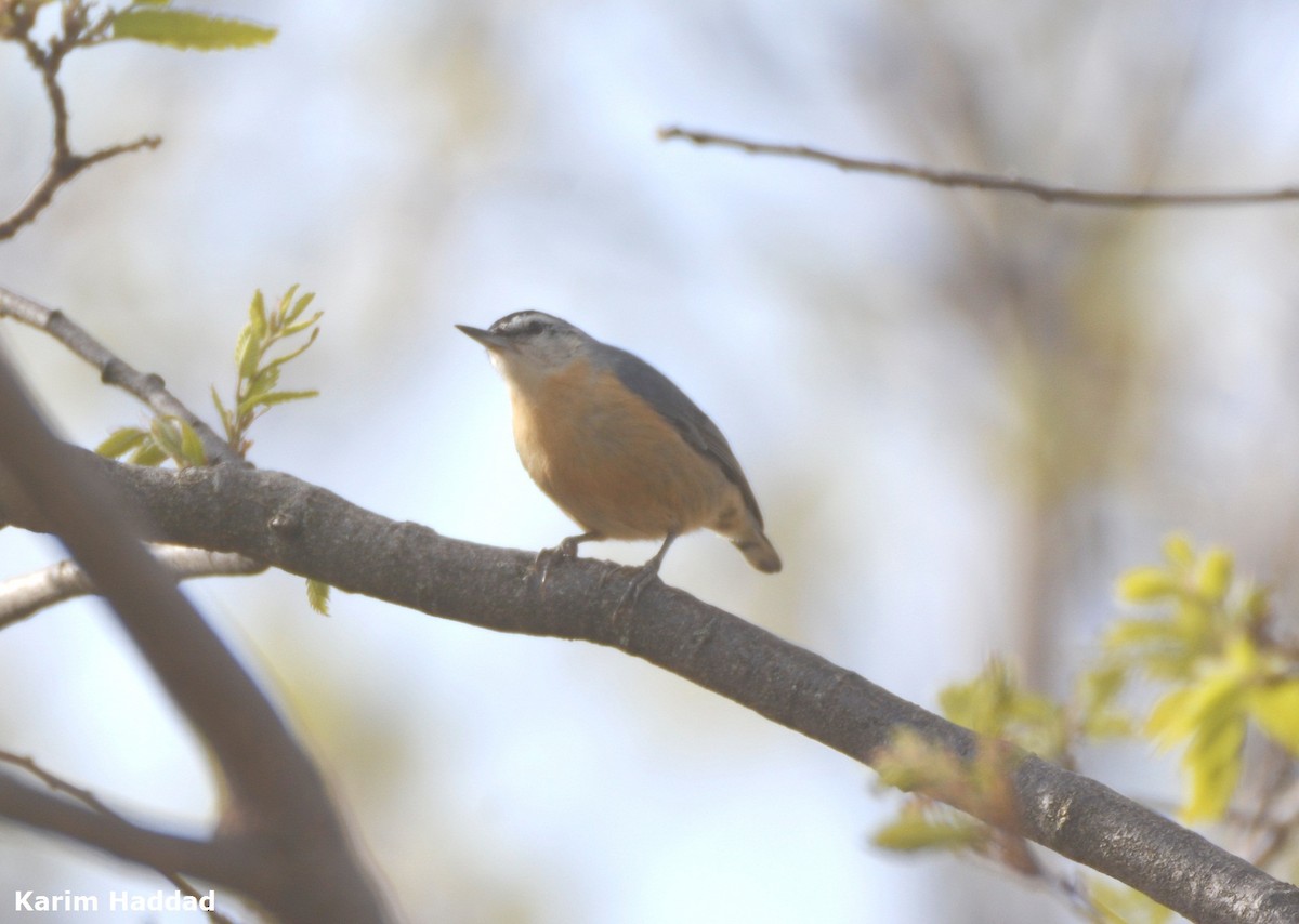 Algerian Nuthatch - ML616336878