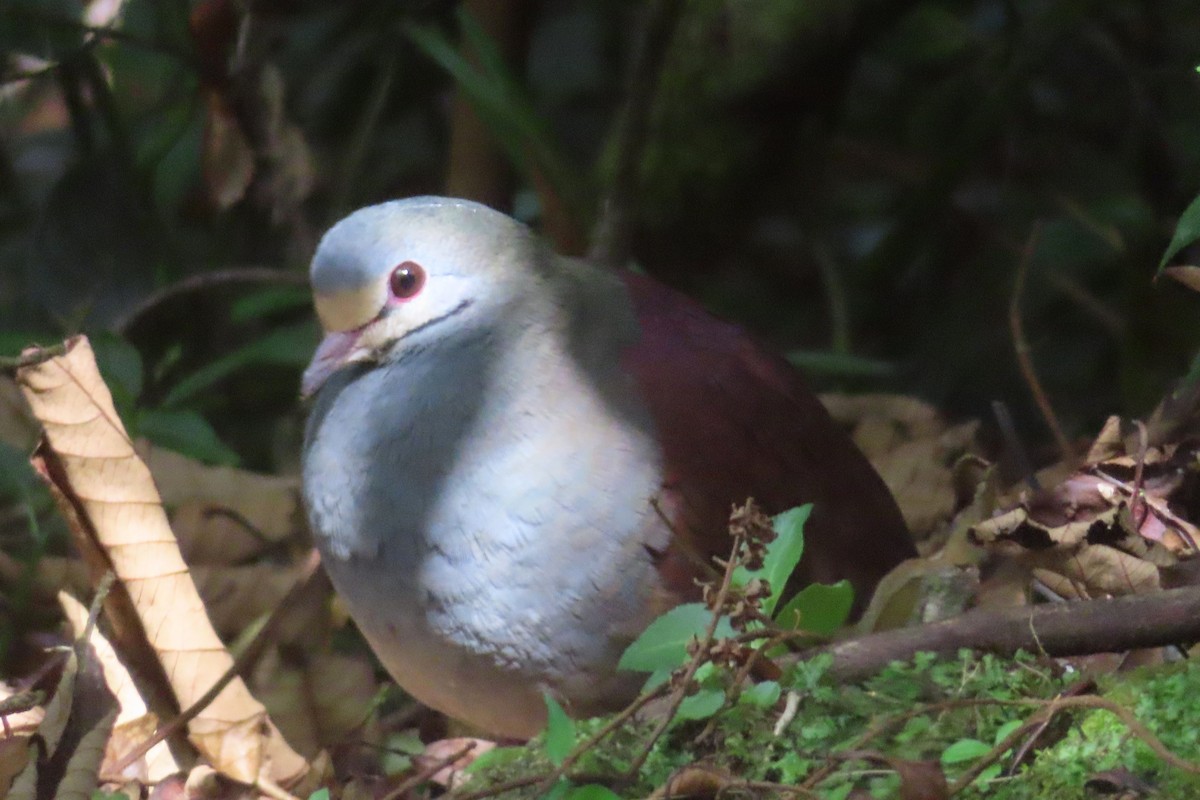 Buff-fronted Quail-Dove - ML616336885