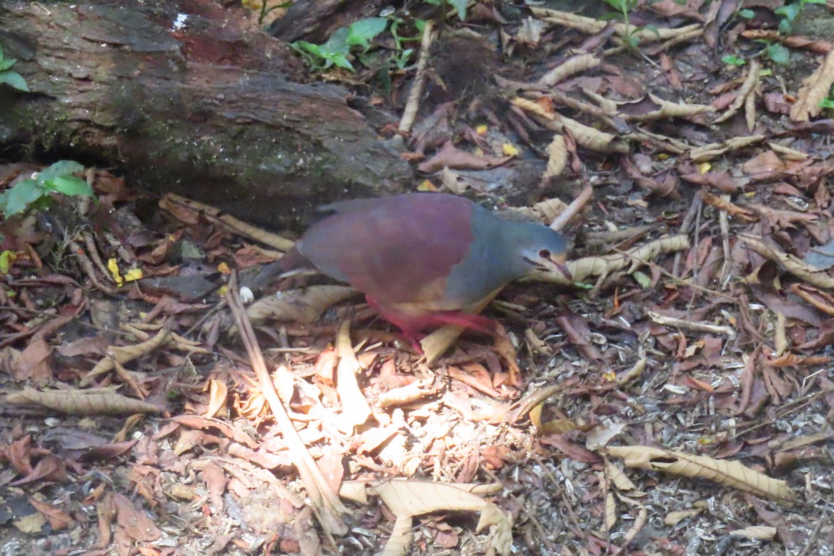 Buff-fronted Quail-Dove - ML616336886