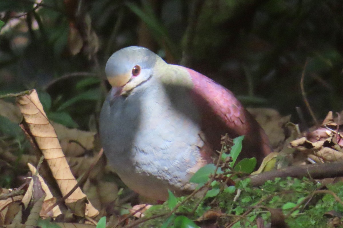 Buff-fronted Quail-Dove - ML616336917