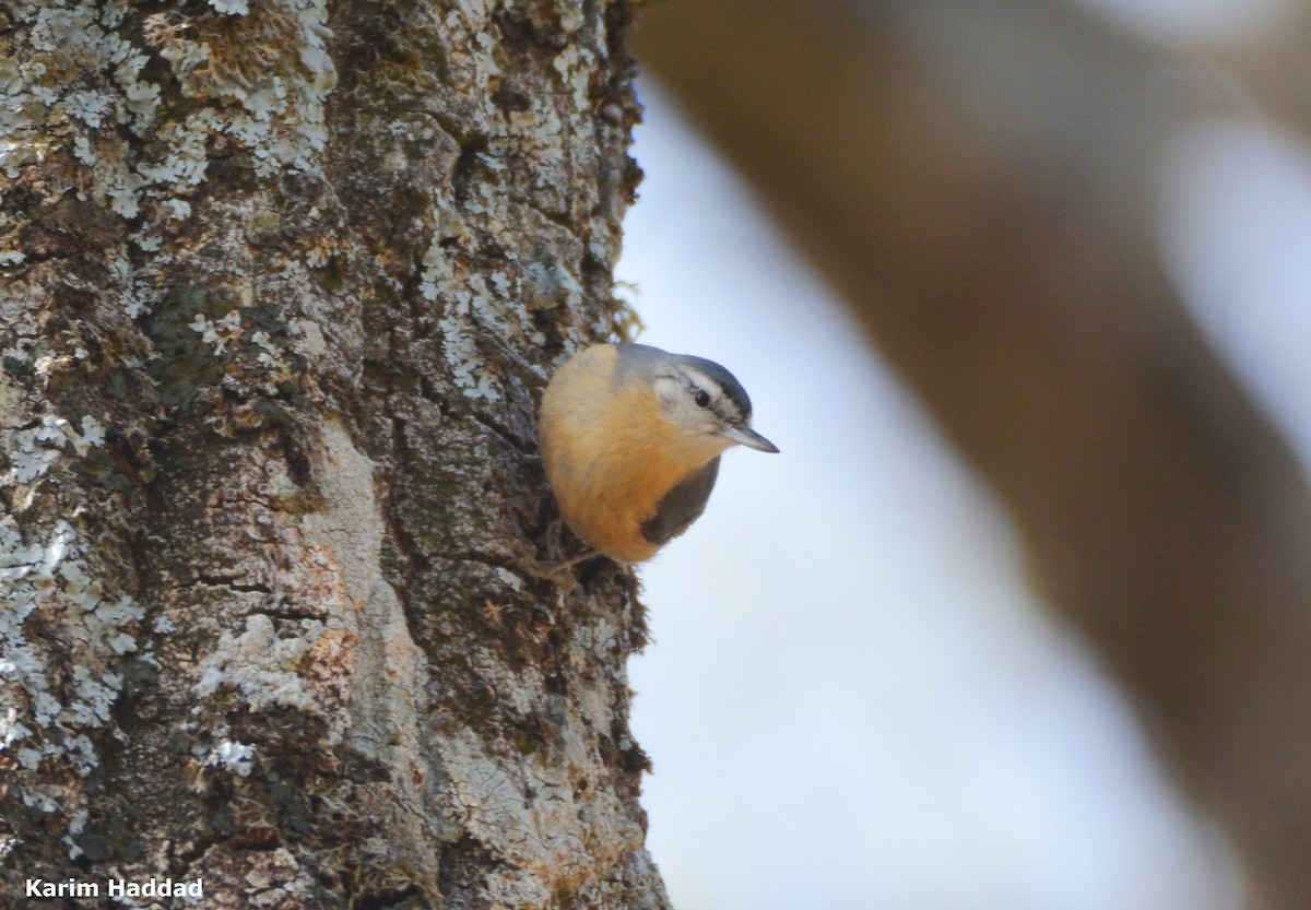 Algerian Nuthatch - ML616336928