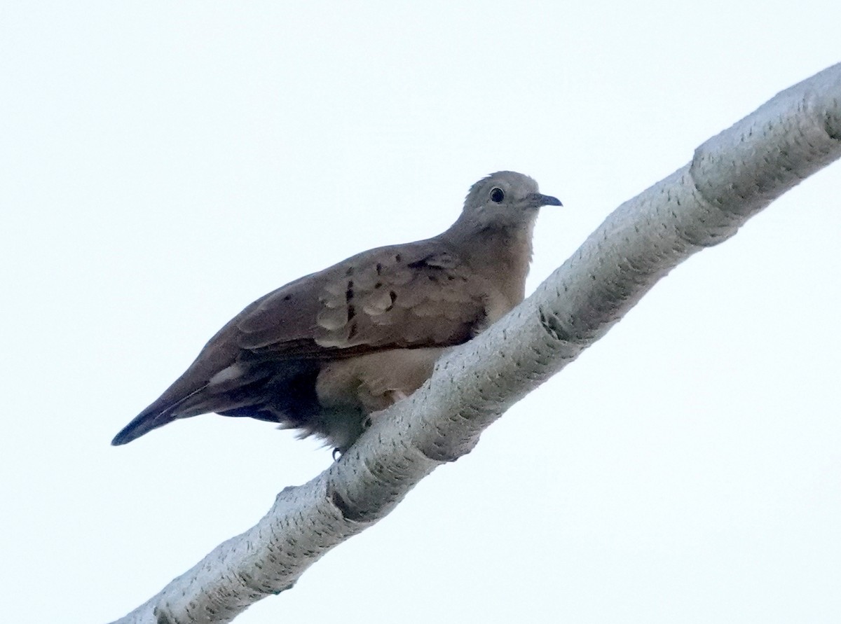 Ruddy Ground Dove - ML616336938