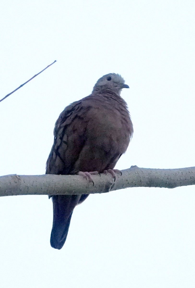 Ruddy Ground Dove - ML616336941