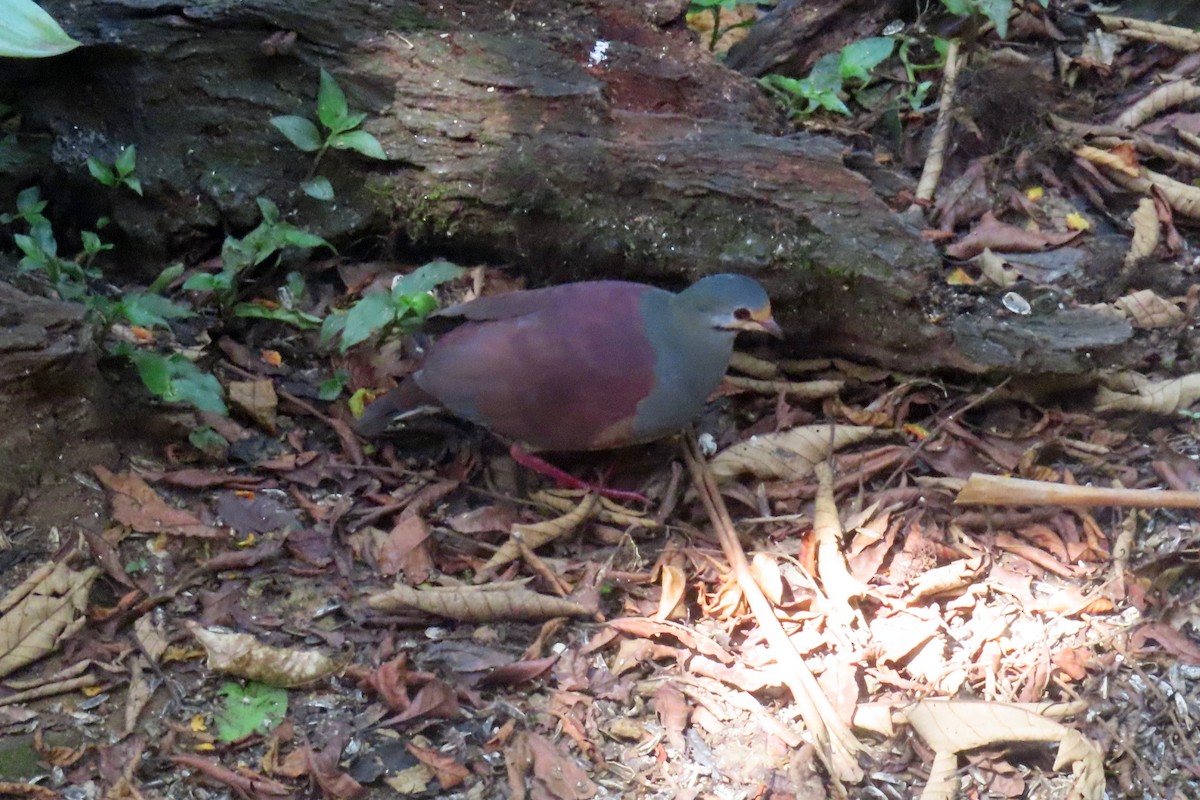 Buff-fronted Quail-Dove - ML616336952