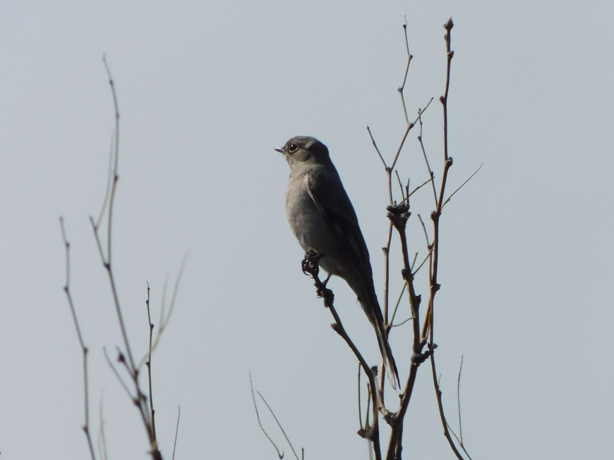 Townsend's Solitaire - ML616336979