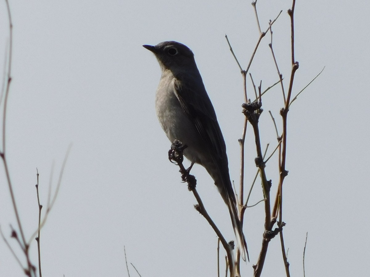 Townsend's Solitaire - ML616336981