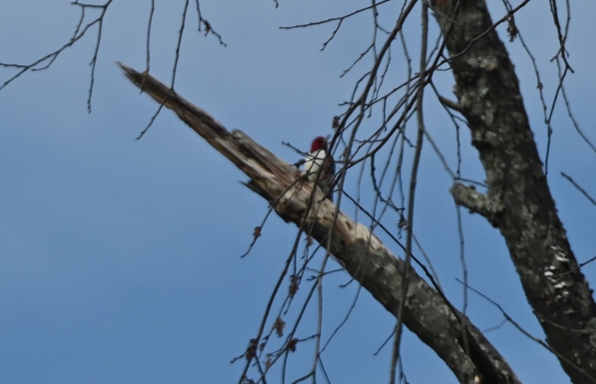 Red-headed Woodpecker - David Rothrock