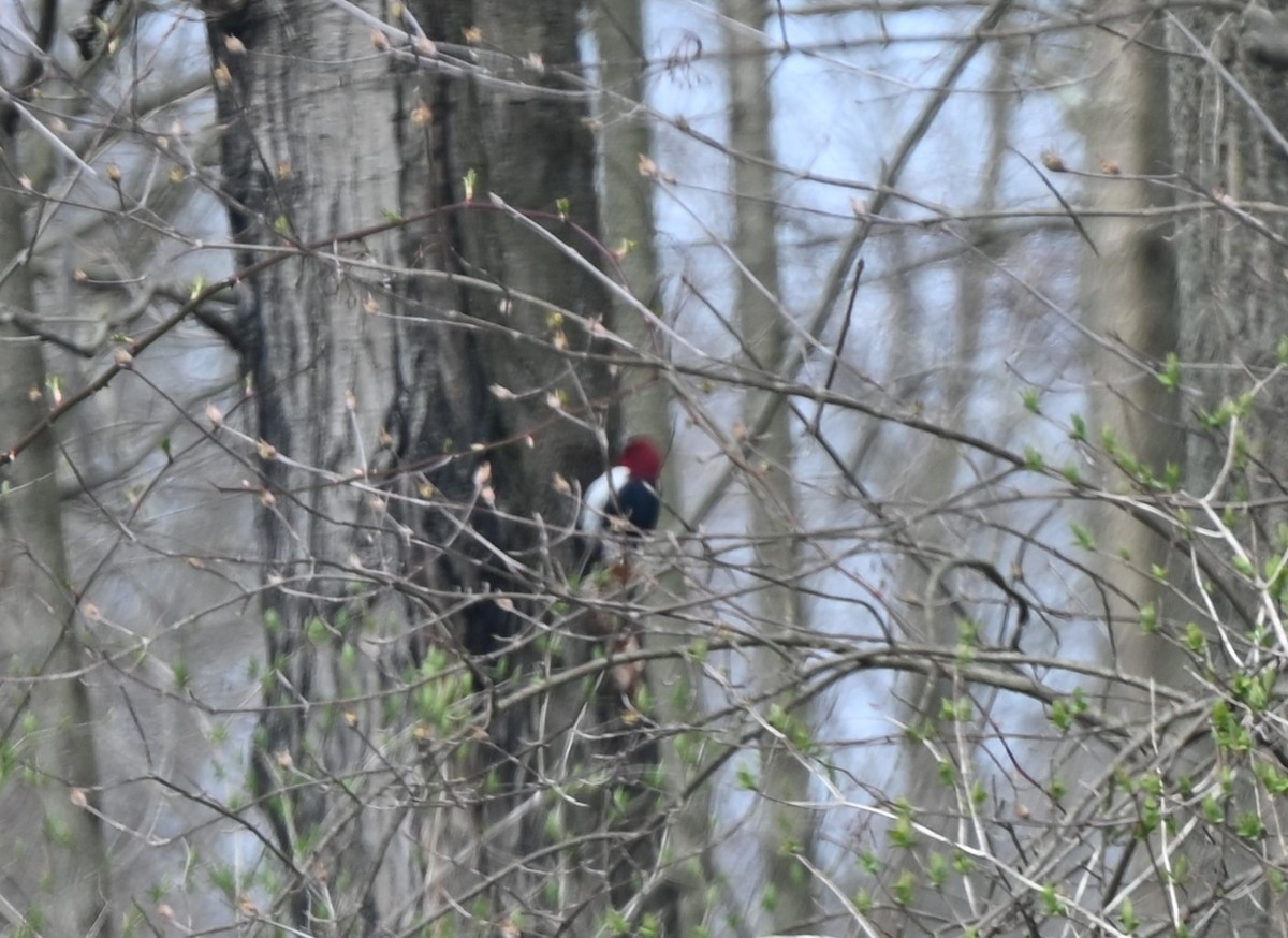 Red-headed Woodpecker - ML616336994