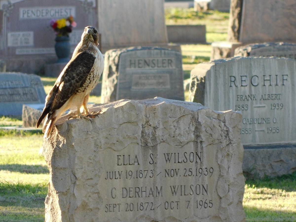 Red-tailed Hawk - ML616337014