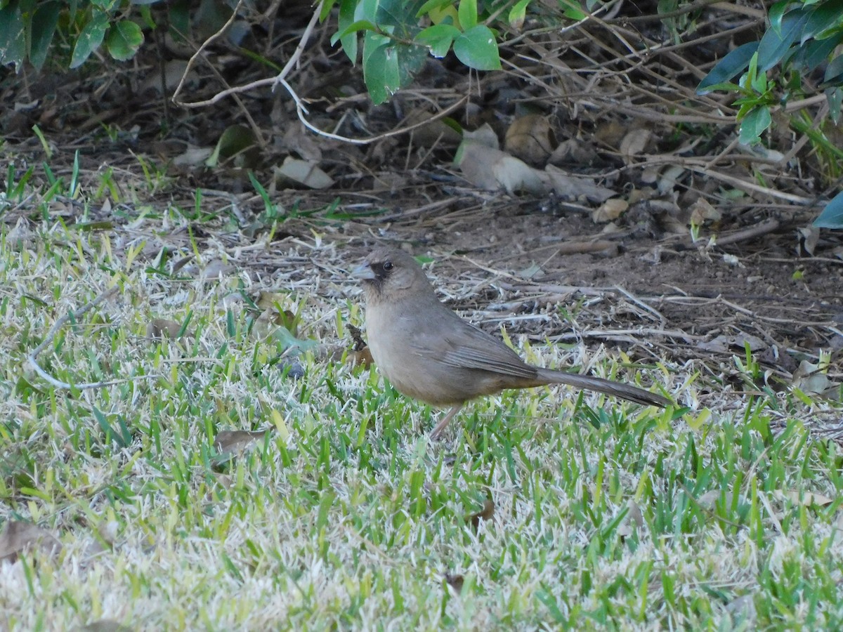 Abert's Towhee - ML616337025