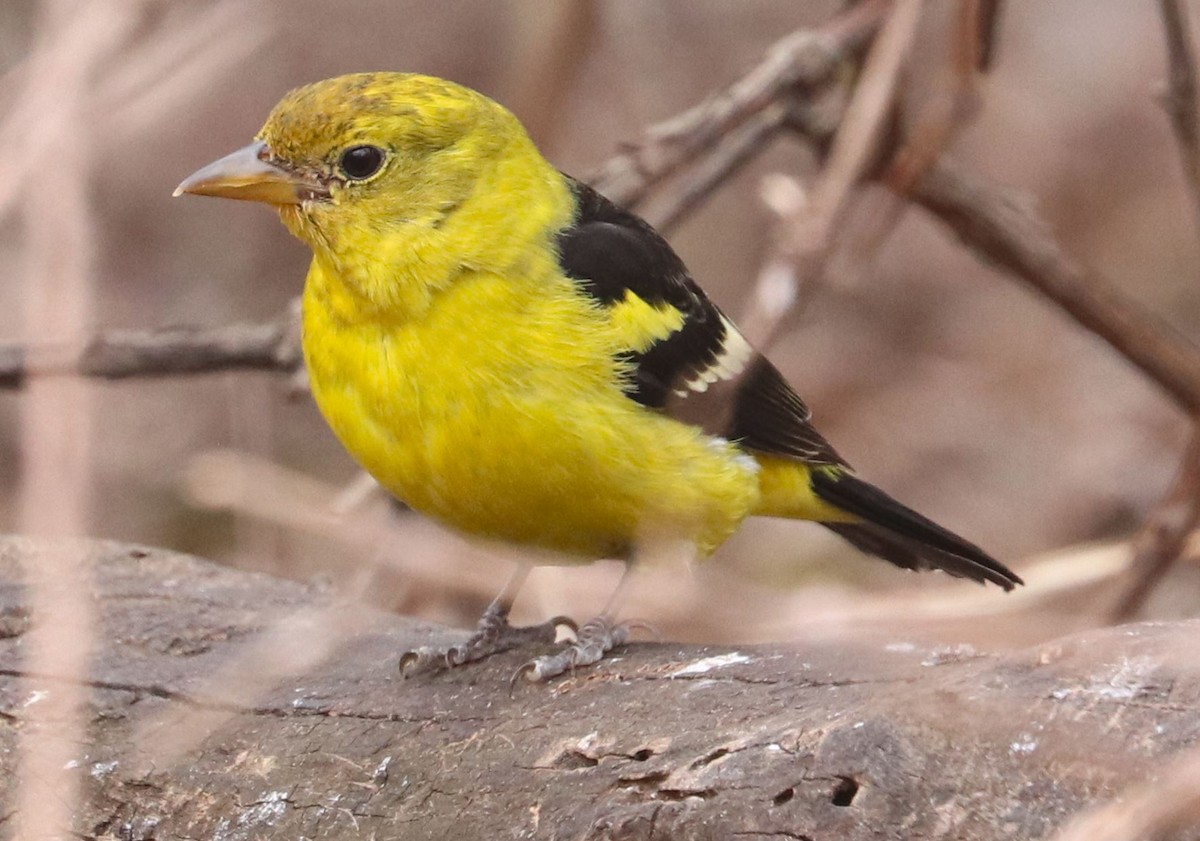 Western Tanager - ML616337028