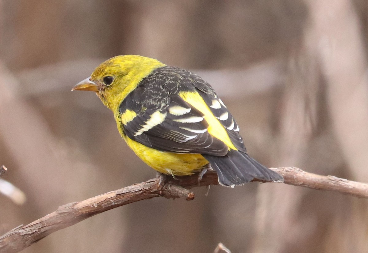 Western Tanager - ML616337029