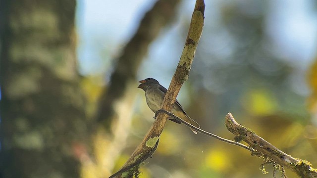 Slate-colored Seedeater - ML616337075