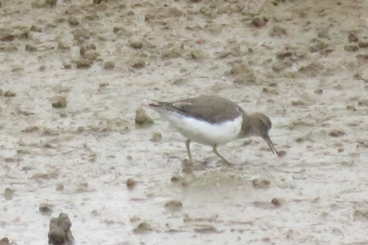 Common Sandpiper - ML616337083