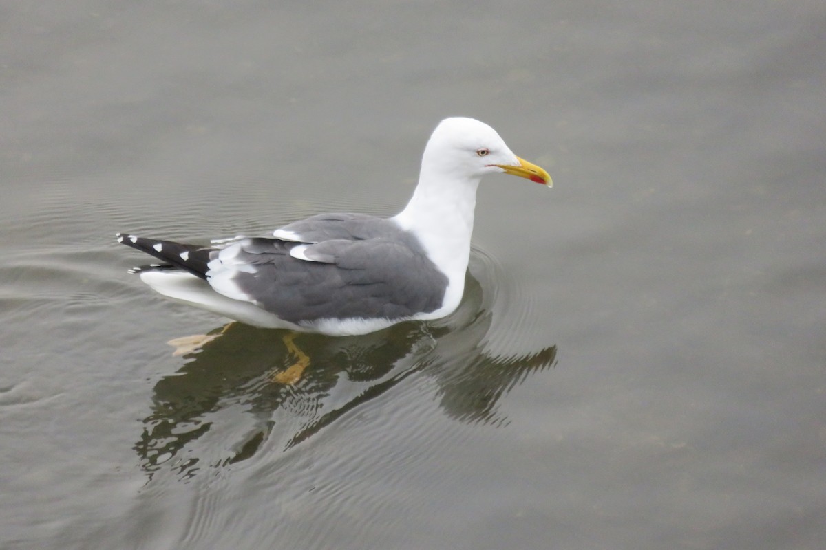 Gaviota Patiamarilla - ML616337149