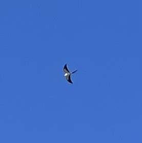 Swallow-tailed Kite - Rachel Veal