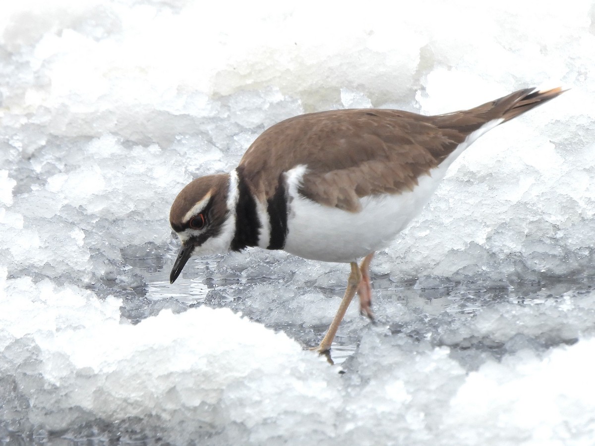 Killdeer - ML616337187