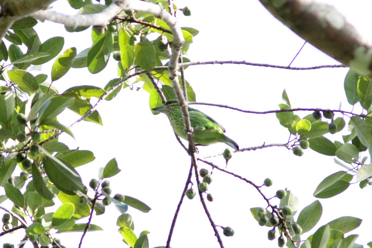 Green-eared Barbet - ML616337207