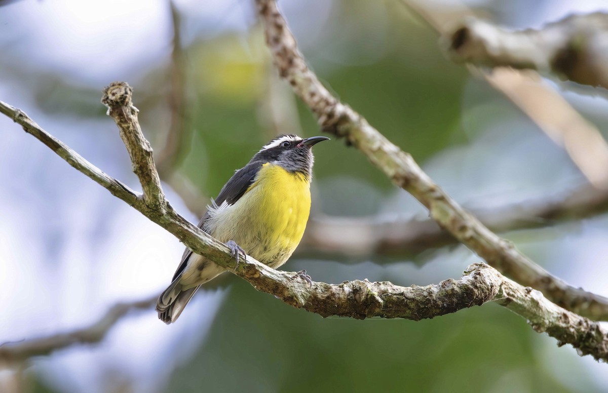 Bananaquit (Greater Antillean) - ML616337238