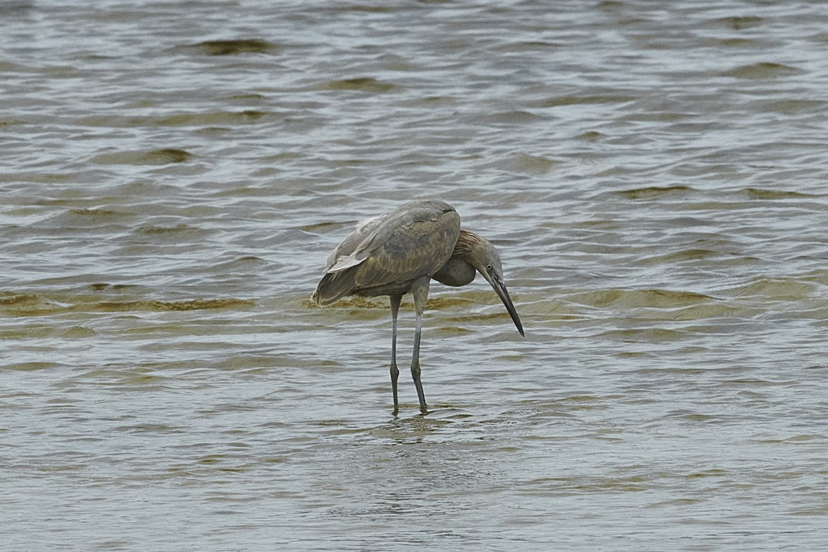 Reddish Egret - Elaine Hendricks