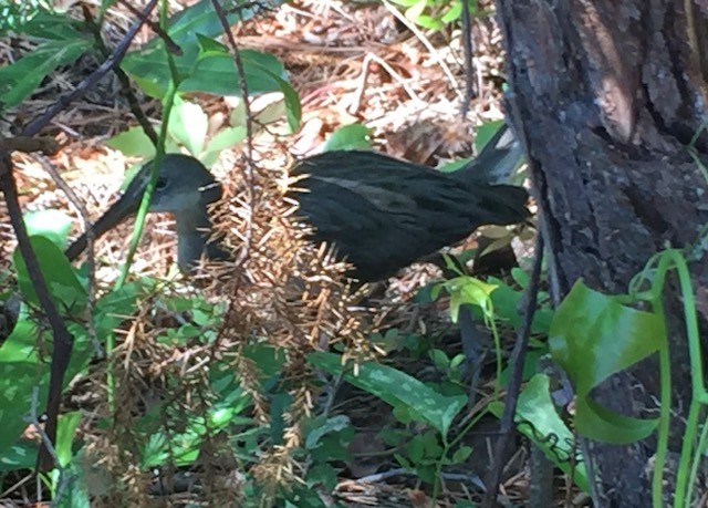 Clapper Rail - ML616337286