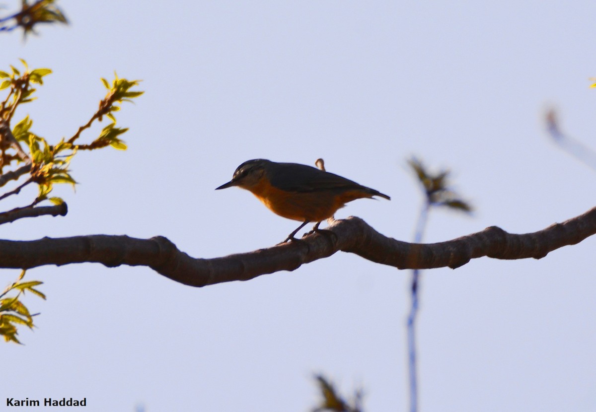 Algerian Nuthatch - ML616337288