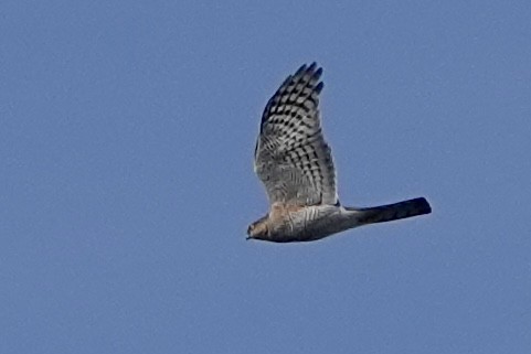 Eurasian Sparrowhawk - ML616337304