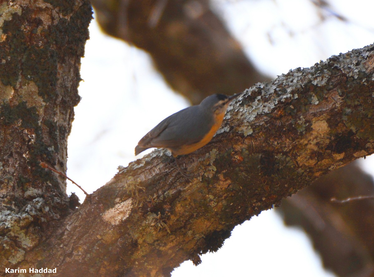 Algerian Nuthatch - ML616337318