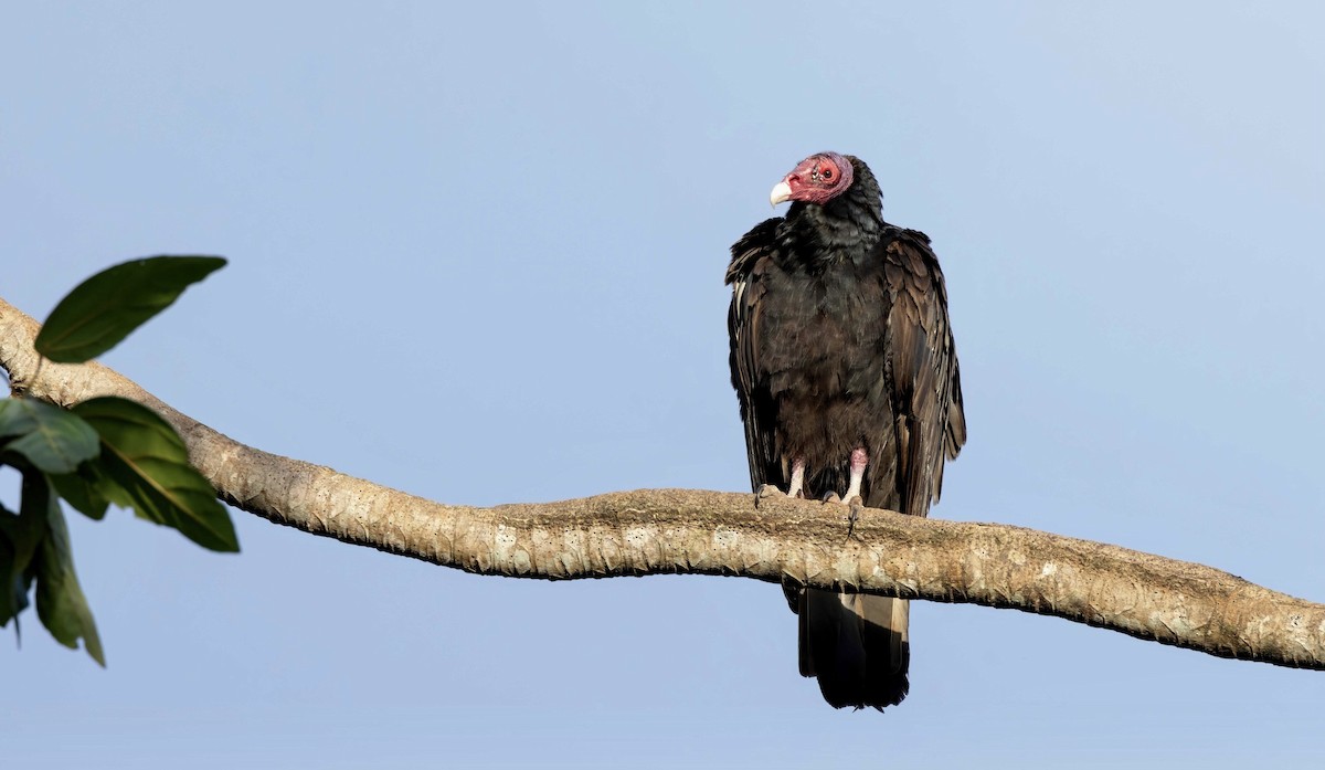 Turkey Vulture - ML616337320