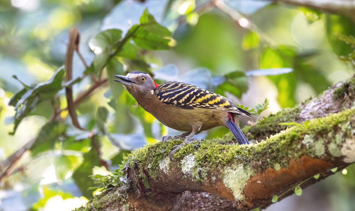 Hispaniolan Woodpecker - ML616337342