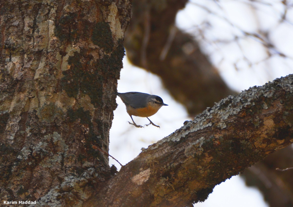 Algerian Nuthatch - ML616337364