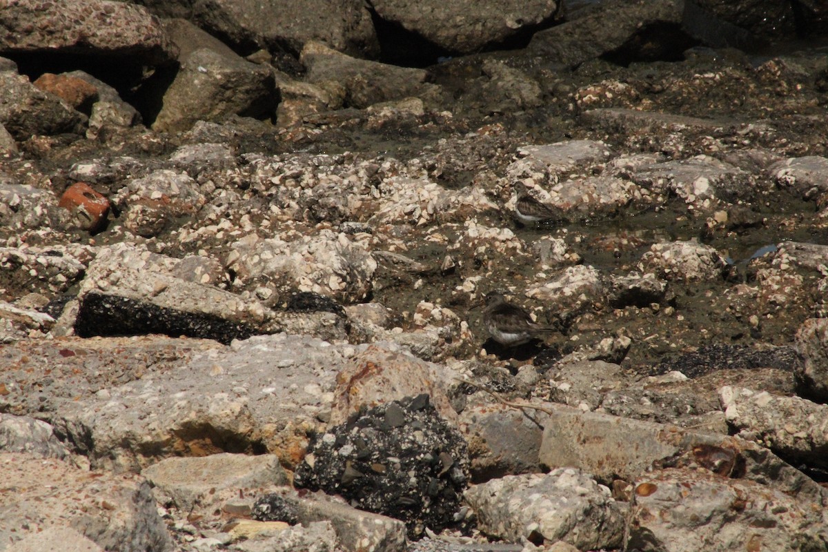 Purple Sandpiper - ML616337390