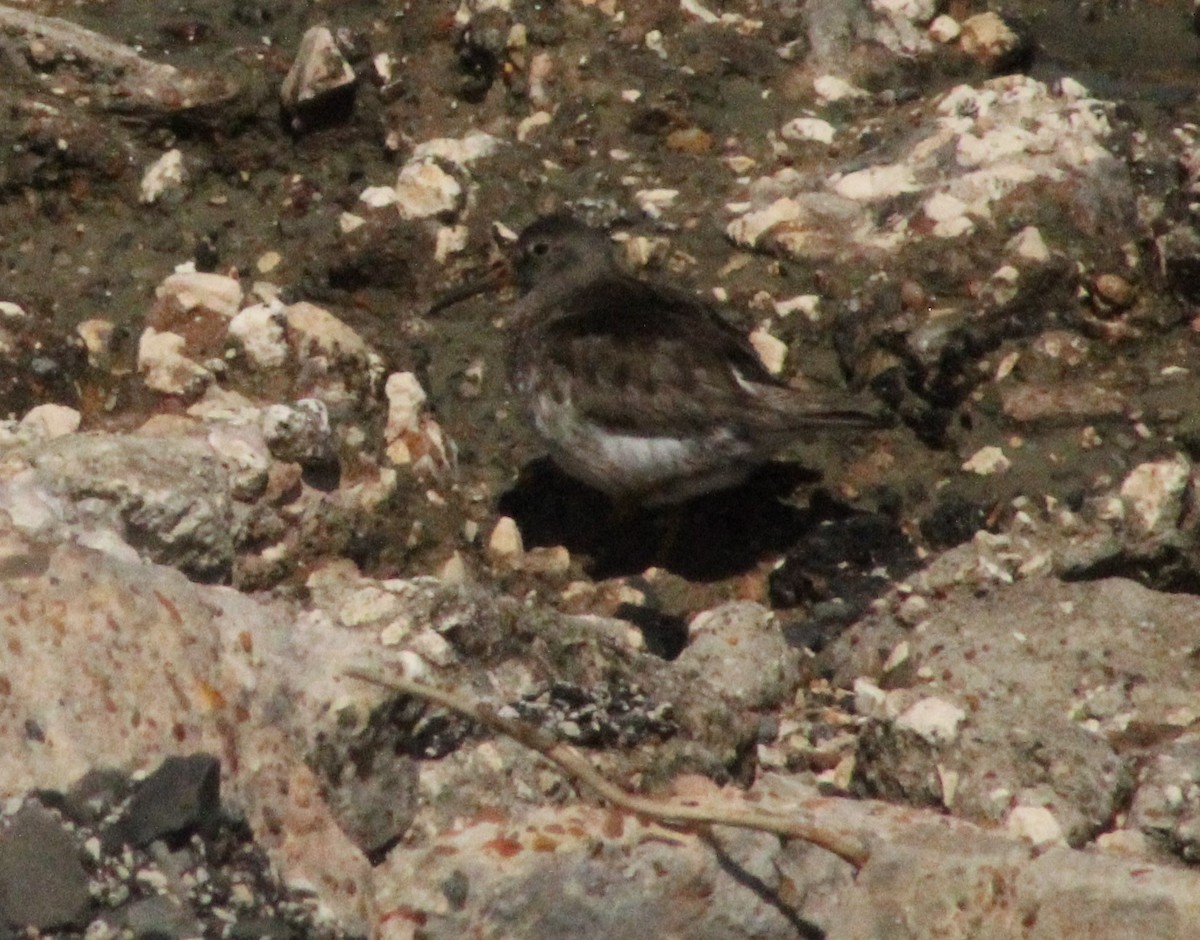 Purple Sandpiper - ML616337447