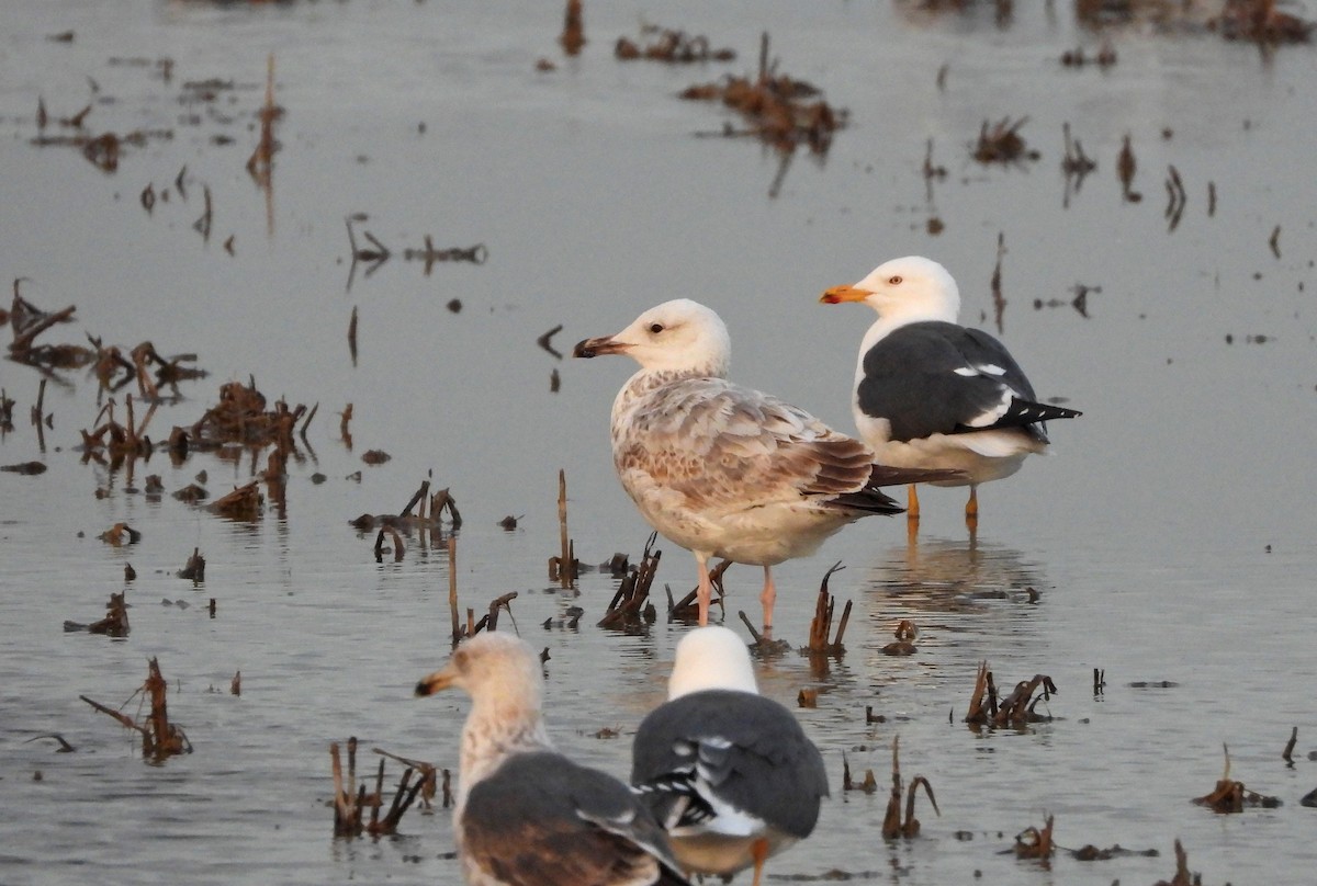 Caspian Gull - ML616337456