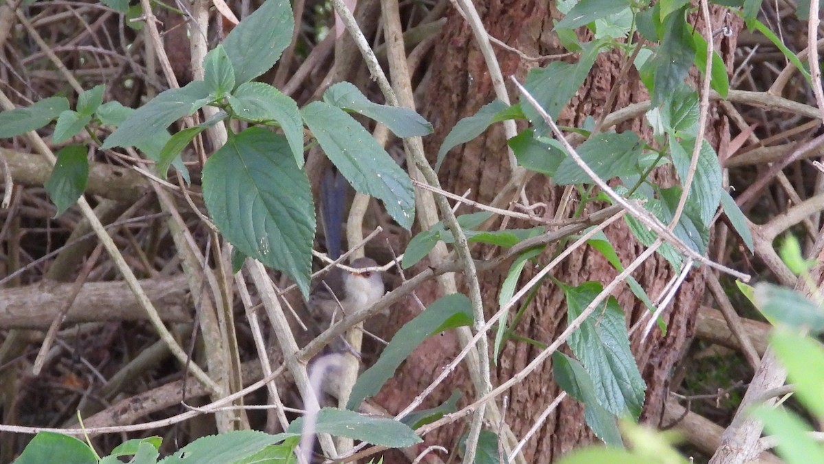 Variegated Fairywren - ML616337485