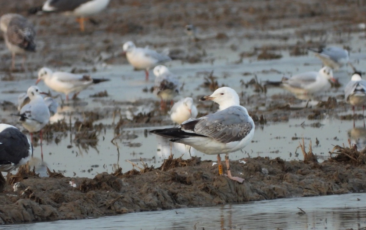 gull sp. - ML616337519