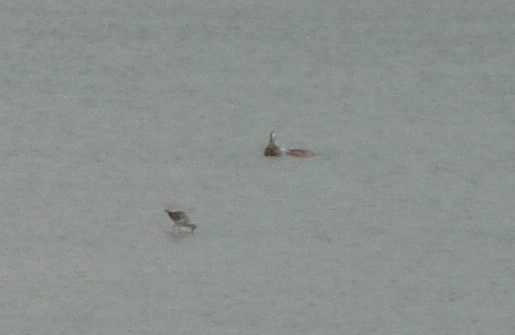 Greater Yellowlegs - ML616337520