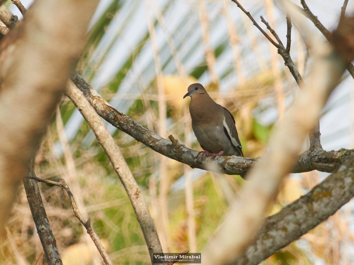 White-winged Dove - ML616337534