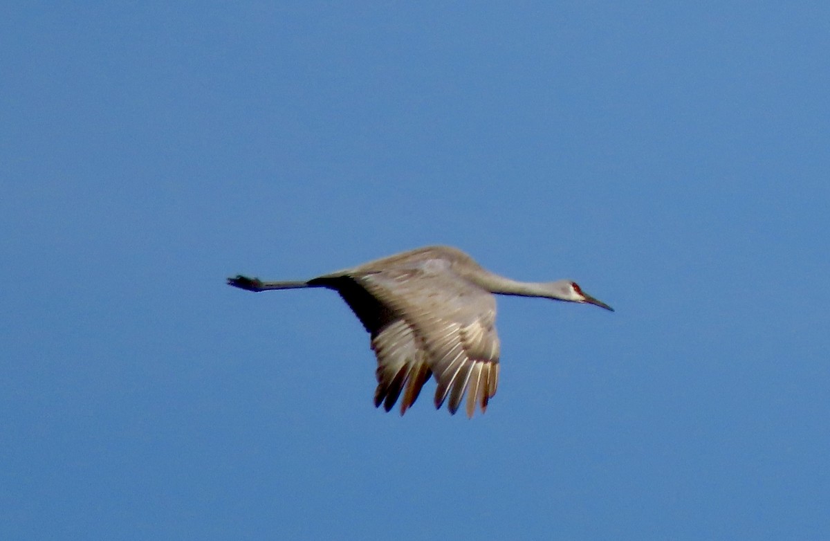 Sandhill Crane - ML616337562