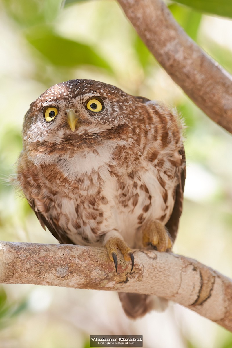 Cuban Pygmy-Owl - ML616337607