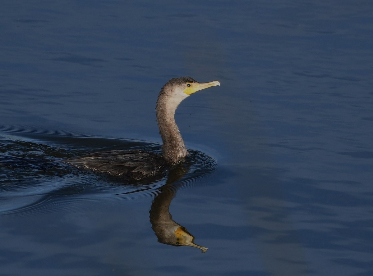 Neotropic Cormorant - ML616337663