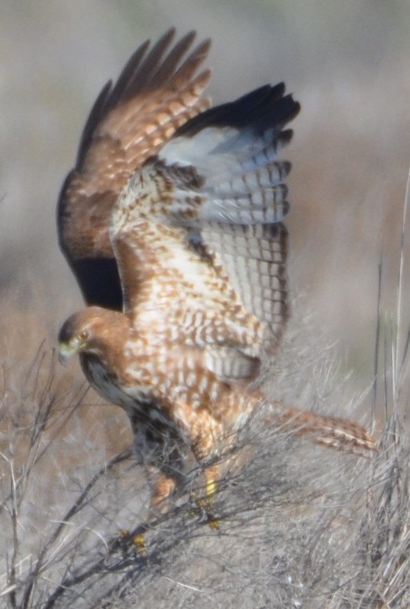 Red-tailed Hawk - ML616337669