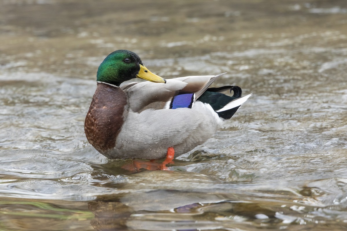 Mallard - ML616337676