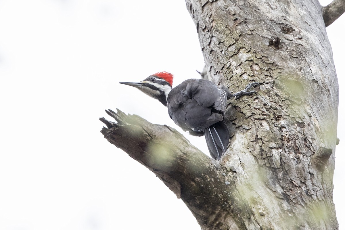 Pileated Woodpecker - John Troth