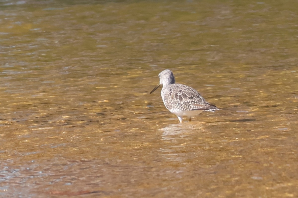 Greater Yellowlegs - ML616337690