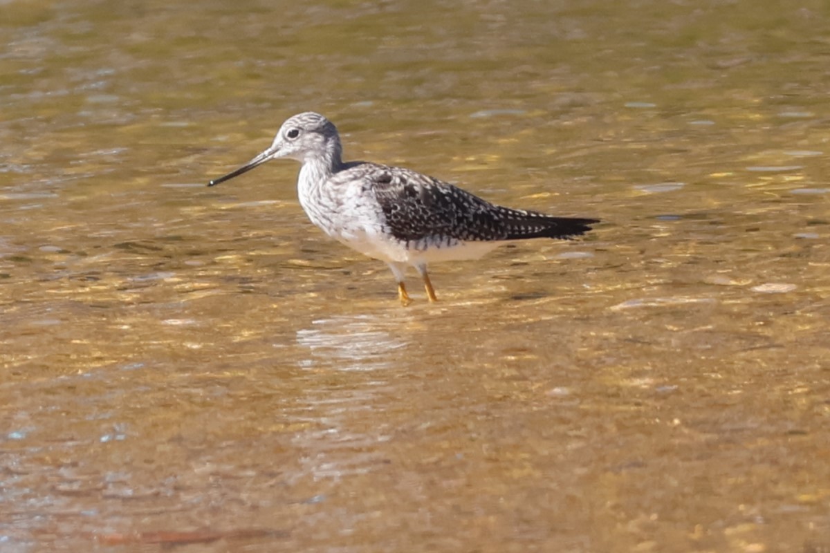 Greater Yellowlegs - ML616337691