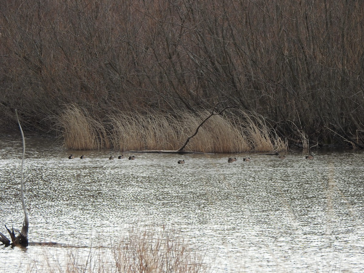 Blue-winged Teal - ML616337708