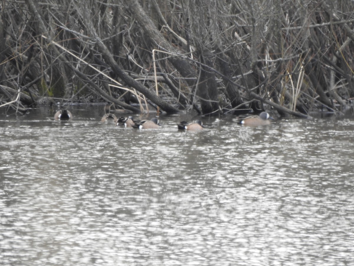 Blue-winged Teal - ML616337709