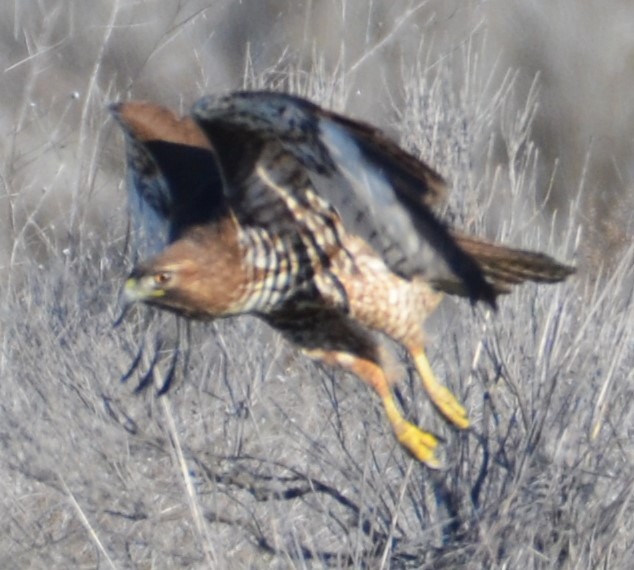 Red-tailed Hawk - ML616337710