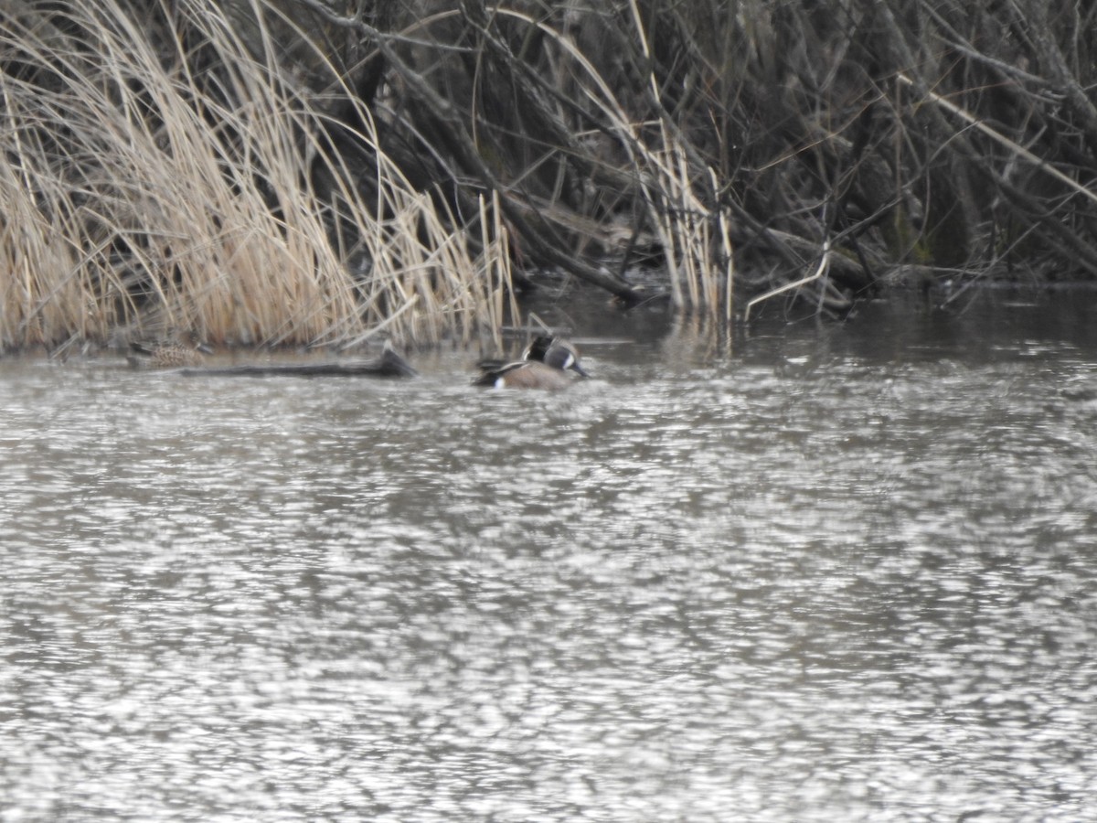 Blue-winged Teal - Ron Marek